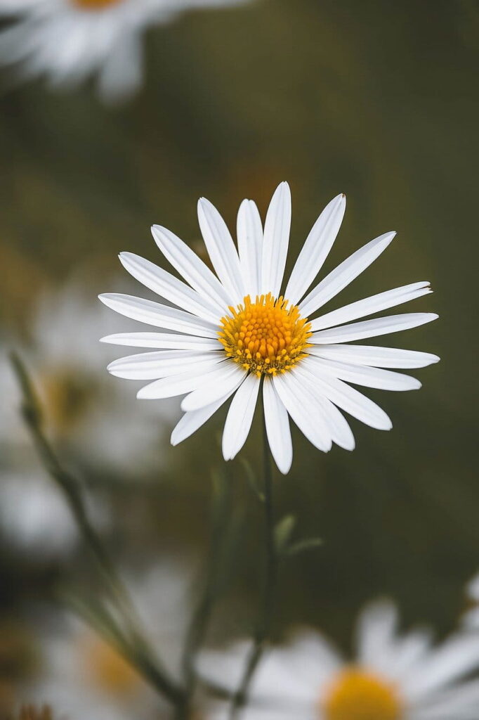 Aufblühende weiße Blume mit gelben kern